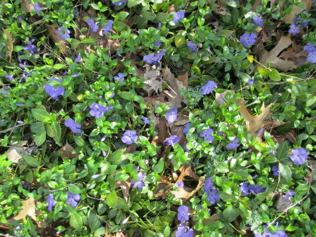 Creeping Myrtle Ground Cover 50 Bare Roots Perennials 7434