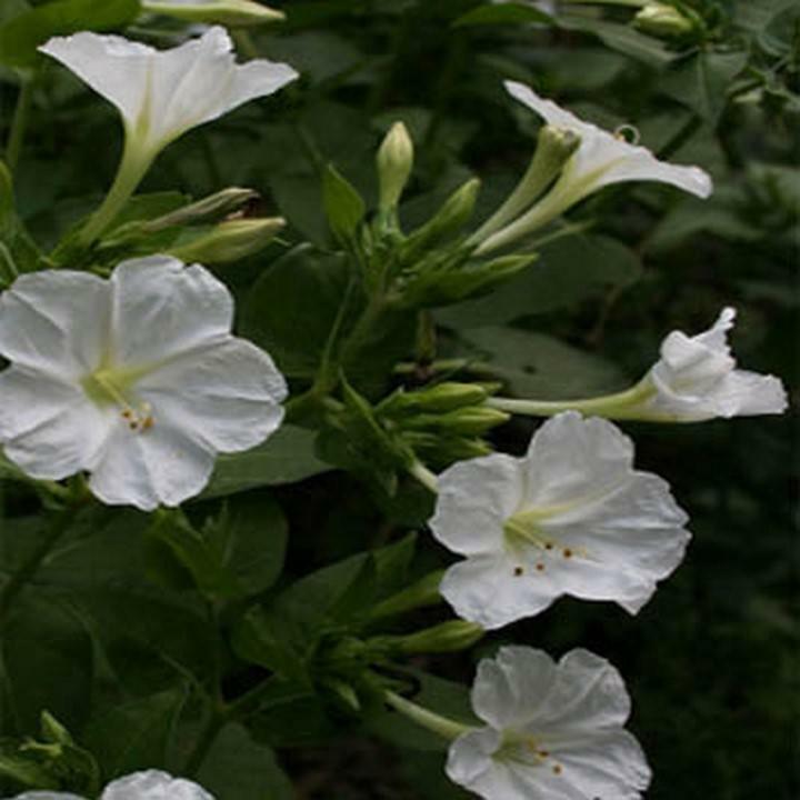 4 o clock flowers 4 o clock flowers