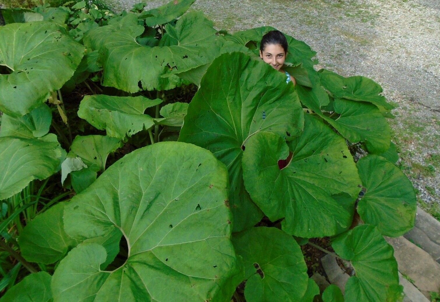 GIANT BUTTERBUR Petasites Japonicus Fuki Coltsfoot Bog Rhubarb MASSIVE
