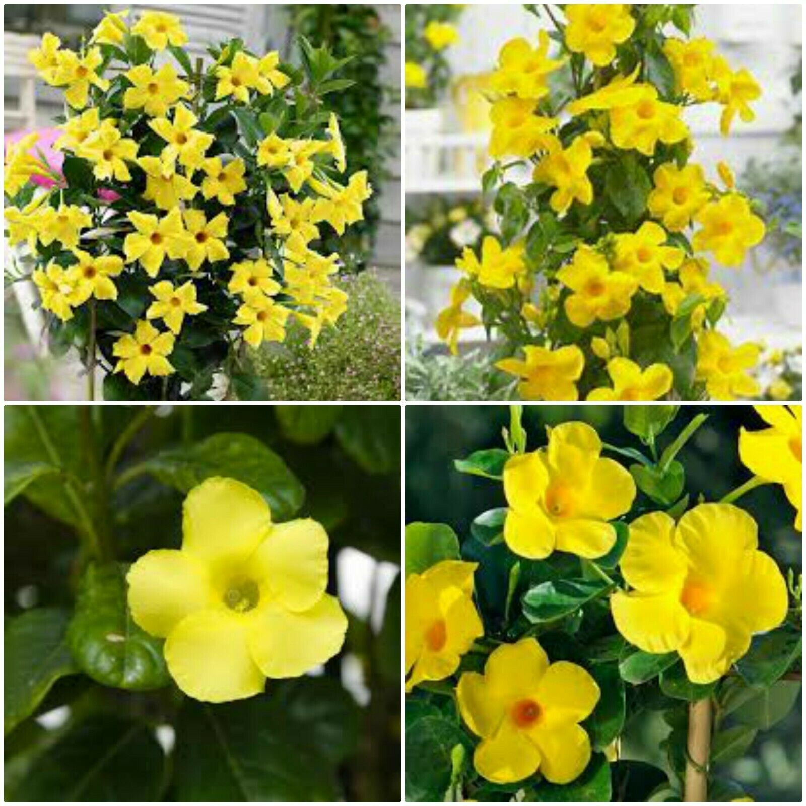 8 inches tall YELLOW Mandevilla Dipladenia Vine Live Plant - Houseplants