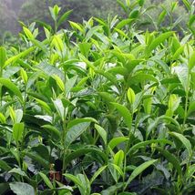 1 Plant Camellia Sinensis Beautiful Live Green Tea Plant, black, white,oolong - $34.95