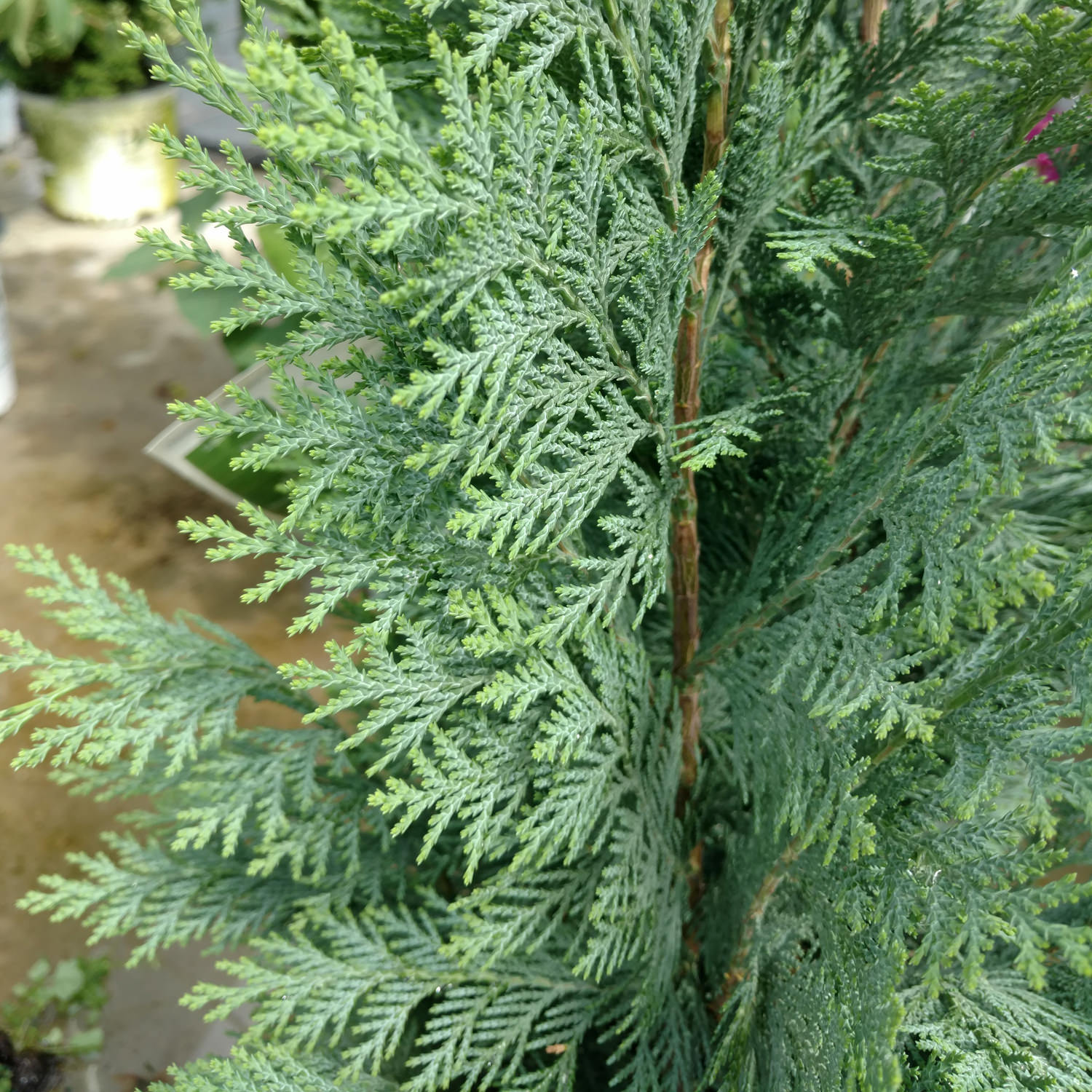 pinpoint blue false cypress pinpoint blue false cypress