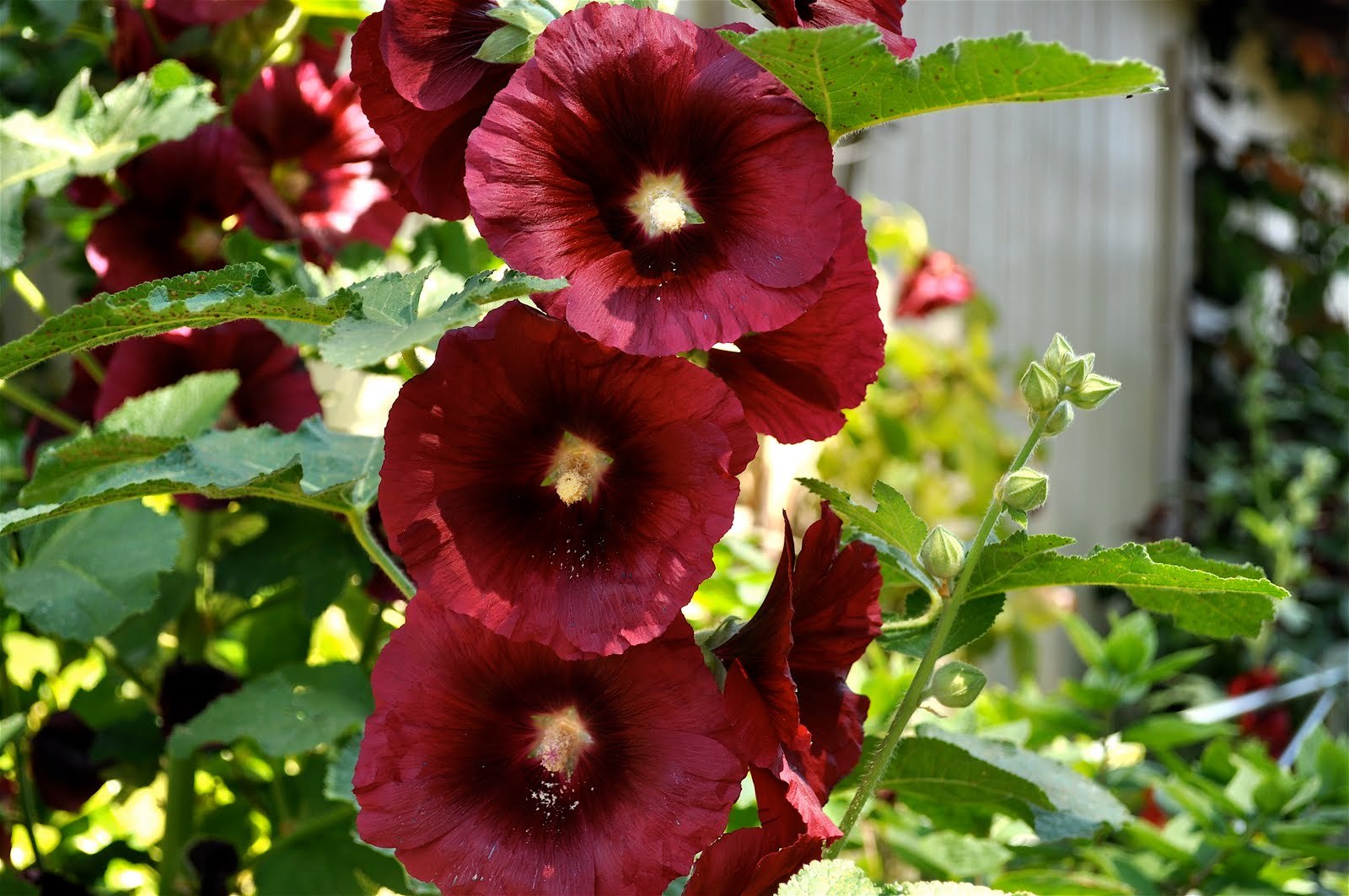 30 Organic Red Starry Black Hollyhock Edible Flower Seeds Perennial Seeds