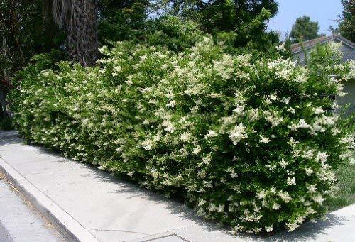 Texas Privet aka Ligustrum jap. 'Texanum' Live Plant Fit 5 Gallon Pot ...