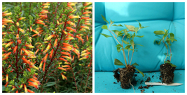 CANDY CORN*Cuphea Melvilla Starter Plant*Attracts Hummingbirds& Butterflies - A9 - $41.99