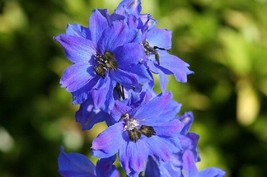 50 Delphinium Seeds Pacific Giant Blue Jay Flower Seeds (Perennial) - $6.00