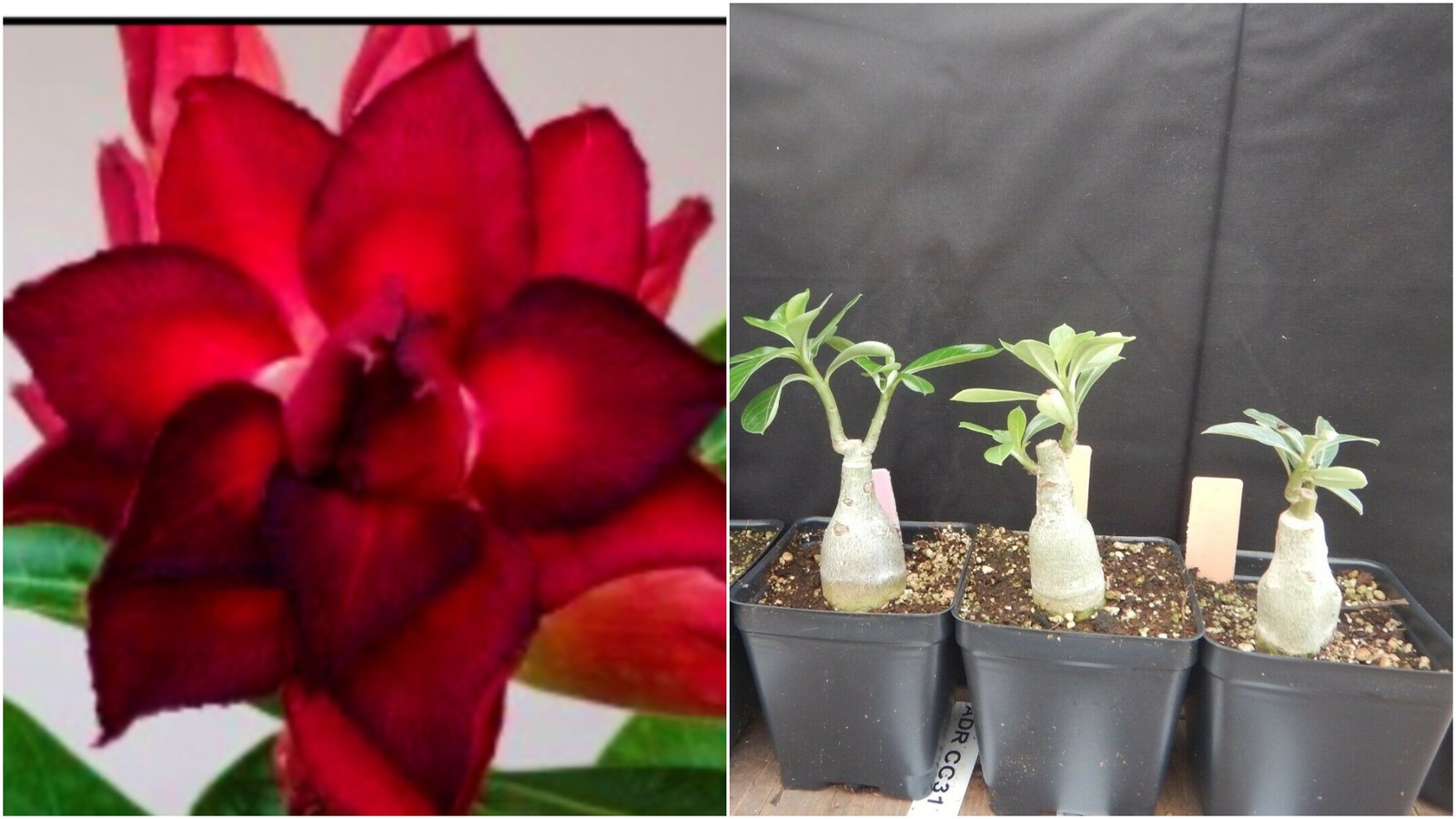 Adenium Obesum Grafted Plant "VULCANUS" Desert Rose Plant Other
