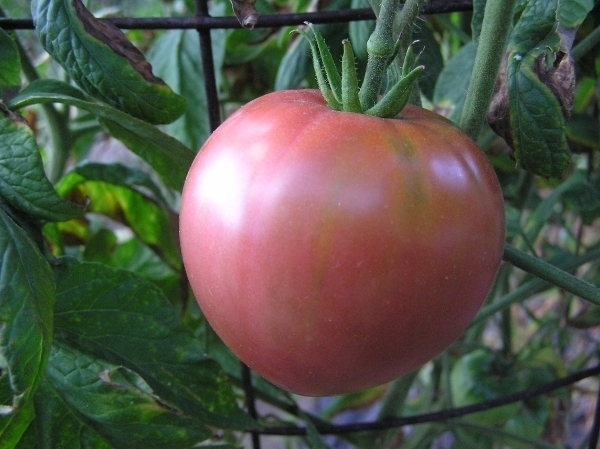 Primary image for Lee's Sweet tomato seeds