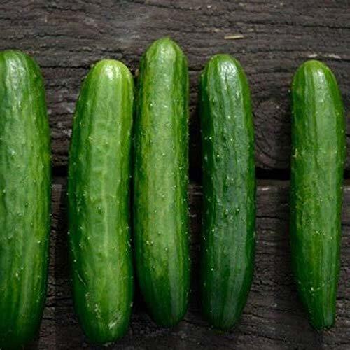 Poinsett 76 Cucumber Seeds - 500 Count Seed Pack - Non-GMO - Fantastic raw in Sa