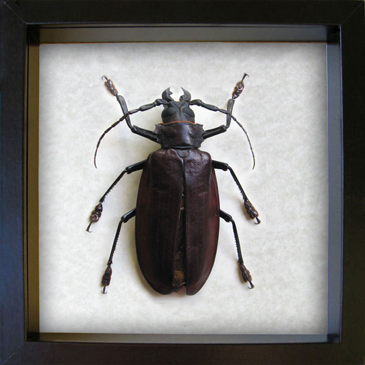 Real World's Largest Beetle Titanus Giganteus XXL Entomology ...