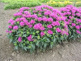 Starter Plant Monarda 'Grand Parade' - $28.51