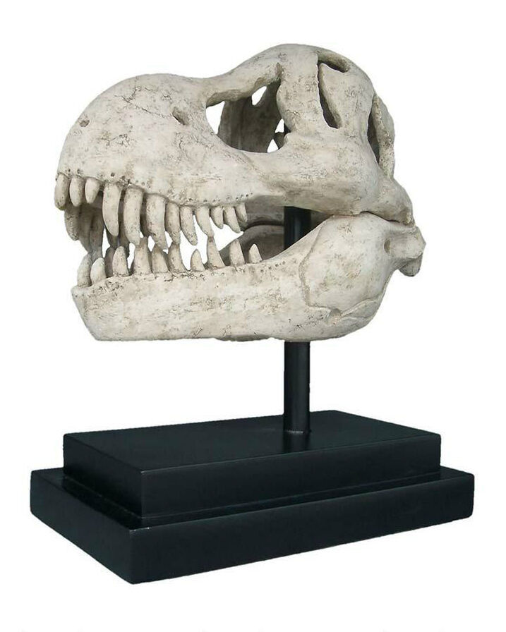 t rex skull fossil for sale