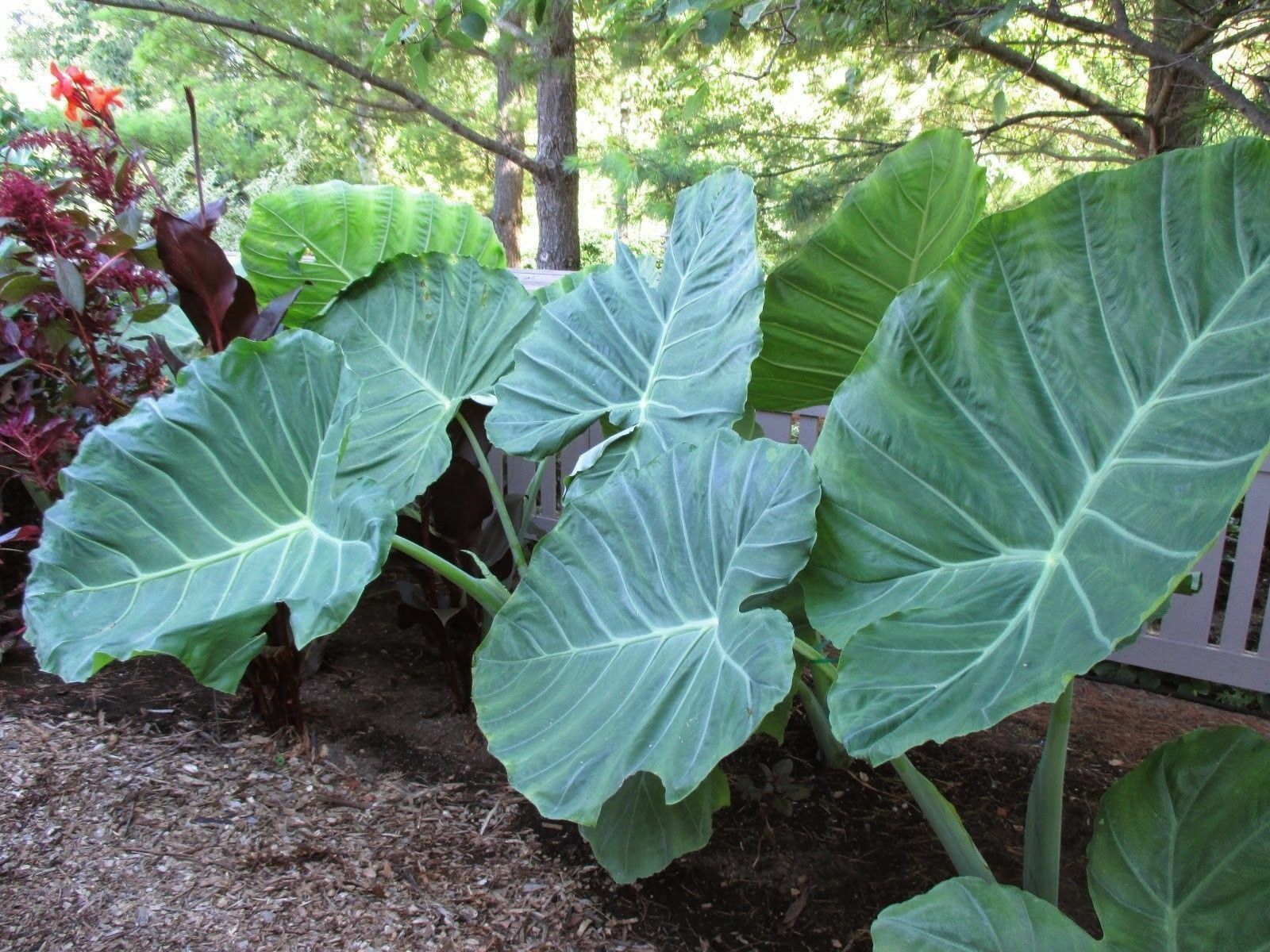 9 Live Colocasia Esculenta Fast Growing Elephant Ear Taro Gabi Kalo