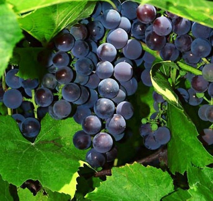 COLD WEATHER GRAPE VINES ZONE 4 Bundle of 10 Vines
