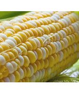 Corn, BI-Color, Butter N Sugar , Heirloom, 99+ Seeds, A Bicolor Delight - £2.36 GBP