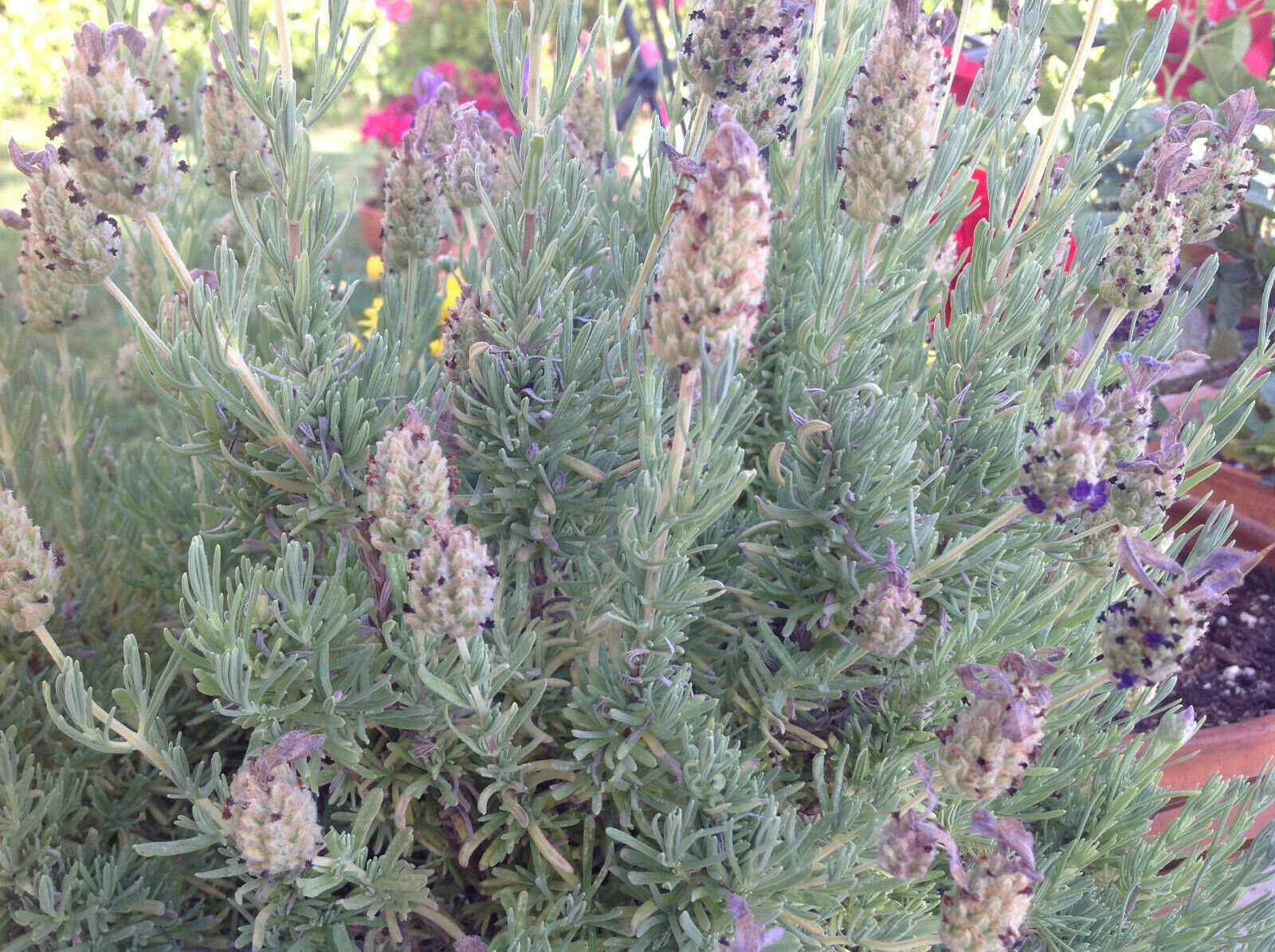 lavender-cuttings-12-live-plants-6-spanish-lavender-french-in-u-k