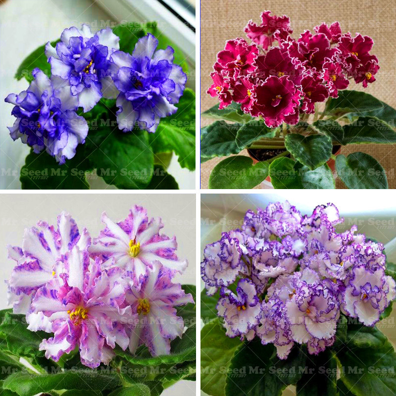 Promotion 100PCS African Violet flower seeds rare garden bonsai plant ...