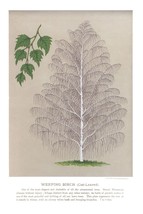 Seed Catalog: Weeping Birch - Seneca Seed Catalog - 1893 - $12.82+