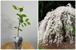 Weeping Cherry Tree - 6-12&quot; Tall Seedling - Live Plant - 3&quot; Pot - Ships ... - $71.99