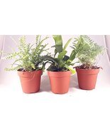 Live 3 Set Fern Plants - Easy to Grow - unique from Jmbamboo - $27.43