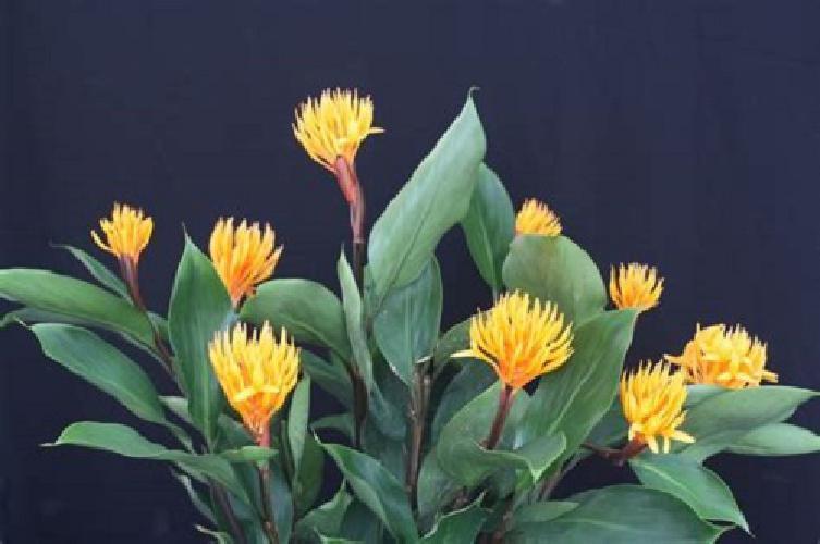 Golden Brush Dwarf Ginger Burbidgea Schizocheila Plant Garden