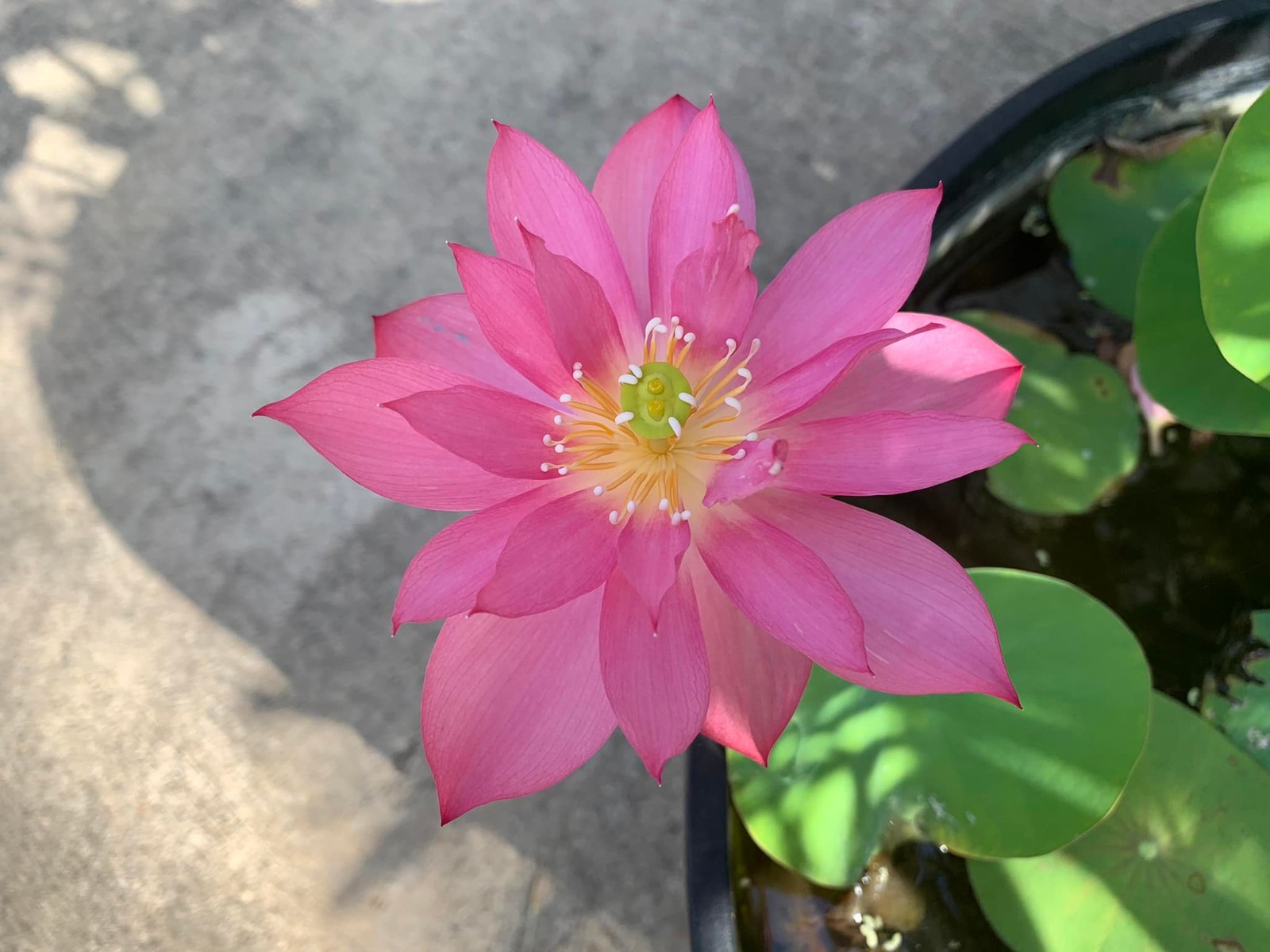 Beautiful PINK hardy Lotus live plant Tuber Rhizome ready to grow and bloom this