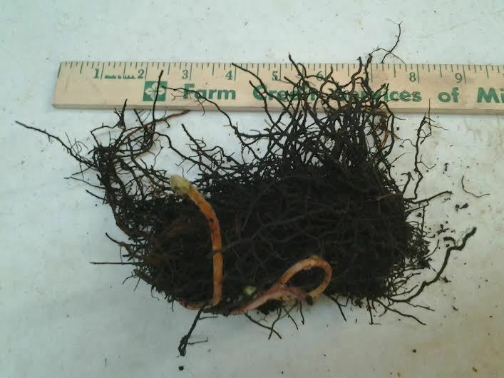 osmundastrum cinnamomeum CINNAMON FERN 5 rhizome/root-