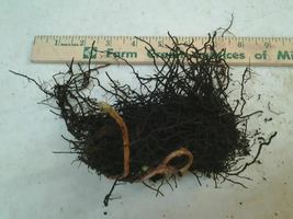 5 CINNAMON FERN rhizome/root Osmundastrum cinnamomeum image 5