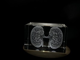 Kidneys | 3D Engraved Crystal Keepsake | Gift/Decor | Collectible | Souv... - $49.99+