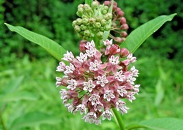 Shipped From Us 100+COMMON Milkweed Monarch Butterflies Bees Native Seeds, CB08 - $17.00