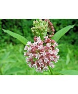 SHIPPED FROM US 100+COMMON MILKWEED Monarch Butterflies Bees Native Seed... - $17.00