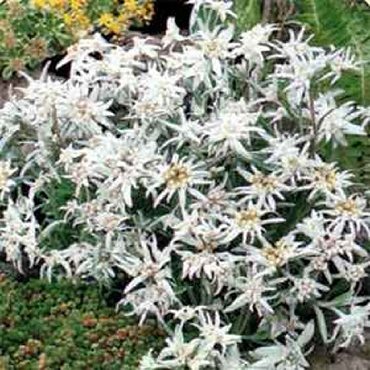 100 Pcs Leontonpodium Edelweiss Flower Seeds MNSS Seeds & Bulbs