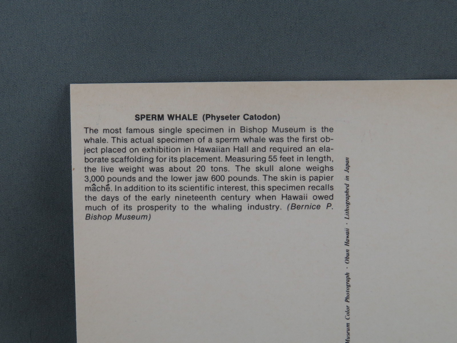 Vintage Postcard Sperm Whale Museum Museum Photograph