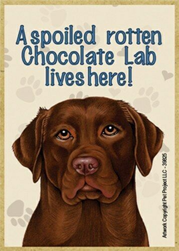 chocolate lab items
