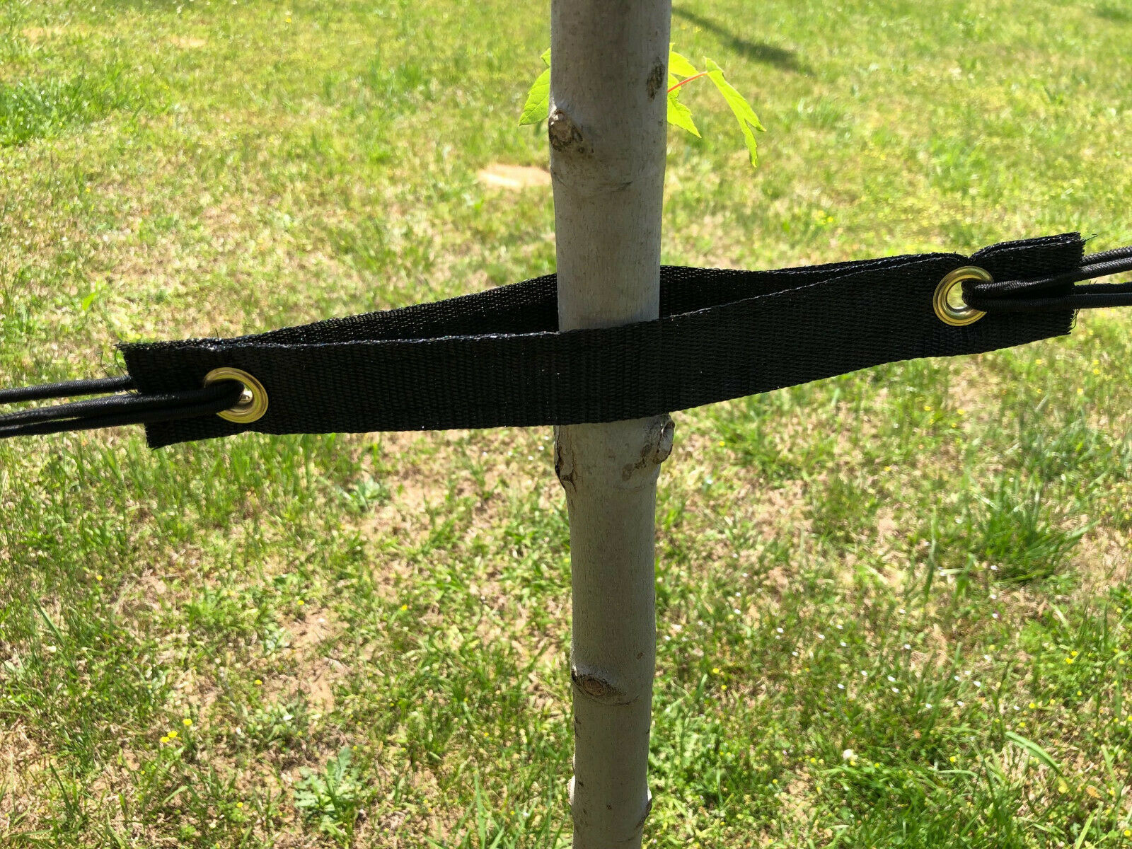 Tree Straps Pack of 6 or 50 1”3/8 by 9” for securing trees (Free