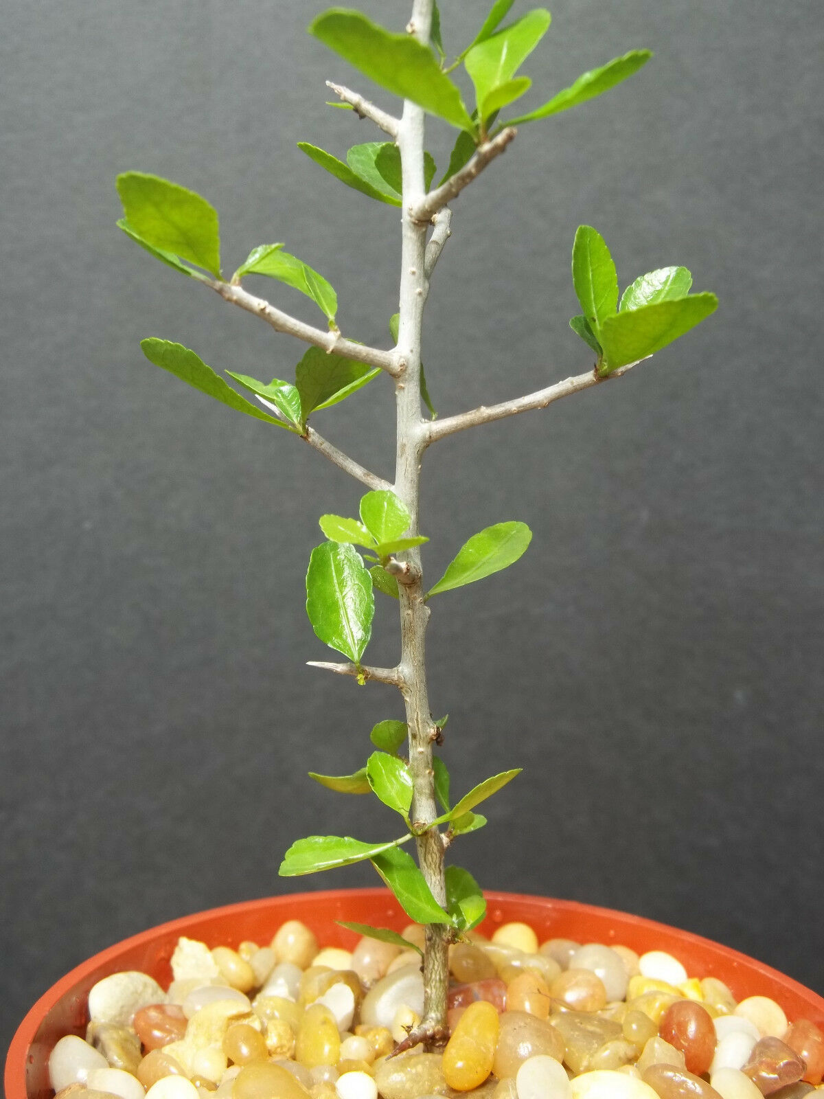 Commiphora Simplicifolia Guggul Myrrh Tree And Similar Items commiphora-simplicifolia-guggul-myrrh-tree-and-similar-items