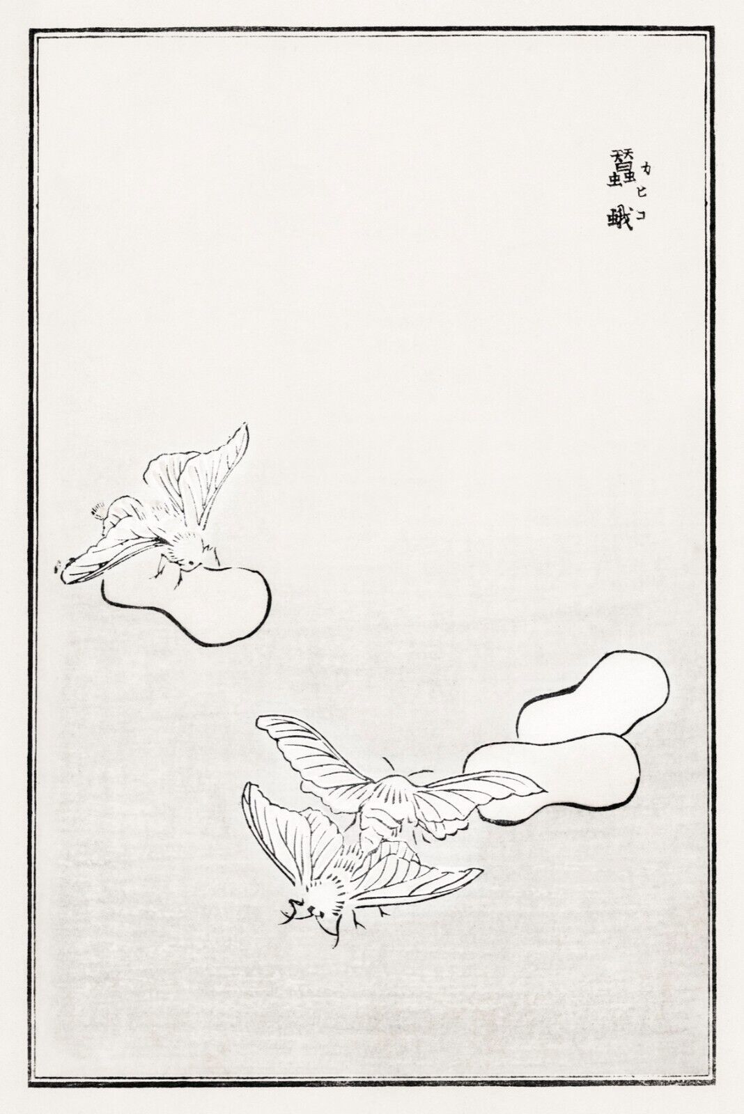 10057.Decor Poster.Room home wall.1910 Japan print.Morimoto Toko art.White moth