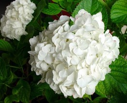 Starter Plant - Hydrangea Macrophylla Regula - $22.88