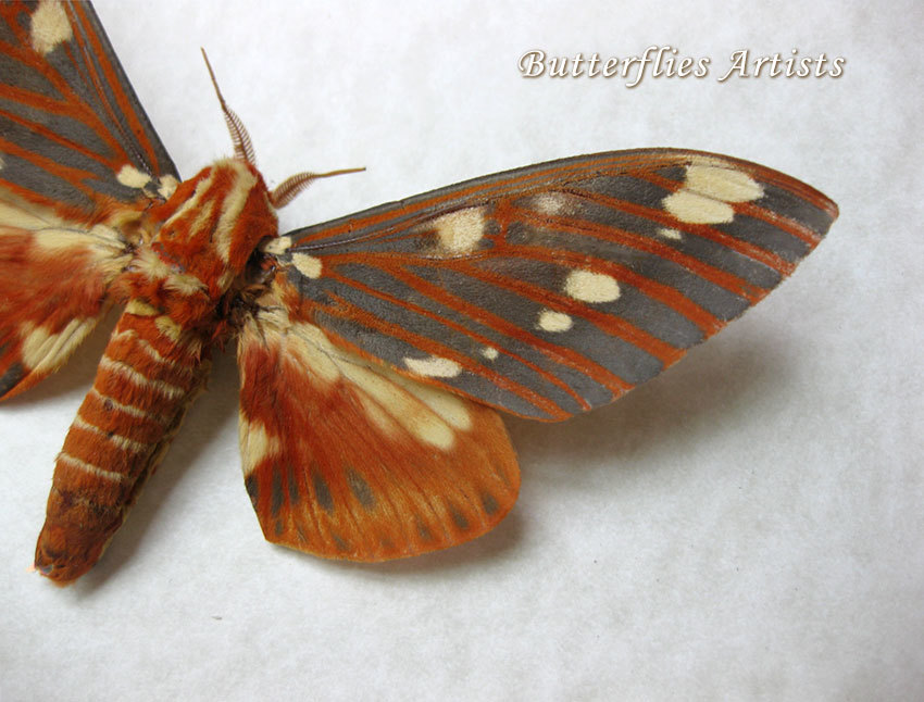 Citheronia Regalis XL Royal Walnut Real Moth Entomology Collectible ...