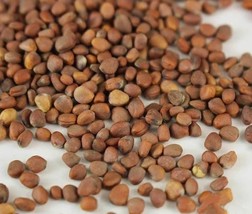 2 Variety Delicious Vegetable Radish Hong Vit Microgreens Fresh Seeds #TLM1 - $27.99