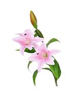 George Jimmy Artificial Flowers High Simulation Lily Home Office Restaur... - $22.96