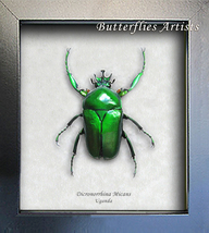 Metallic Green African Beetle Dicronorrhina Micans Framed Entomology Shadowbox - $58.99