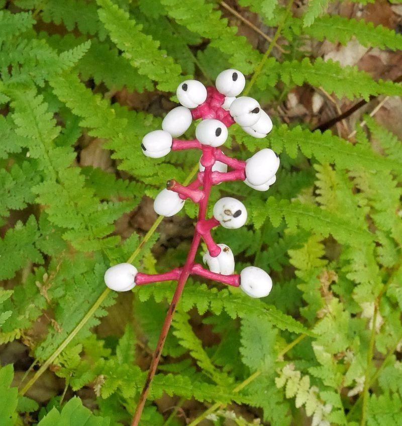 DOLL'S EYES Flower White Baneberry Cohosh Actaea Pachypoda Alba 10