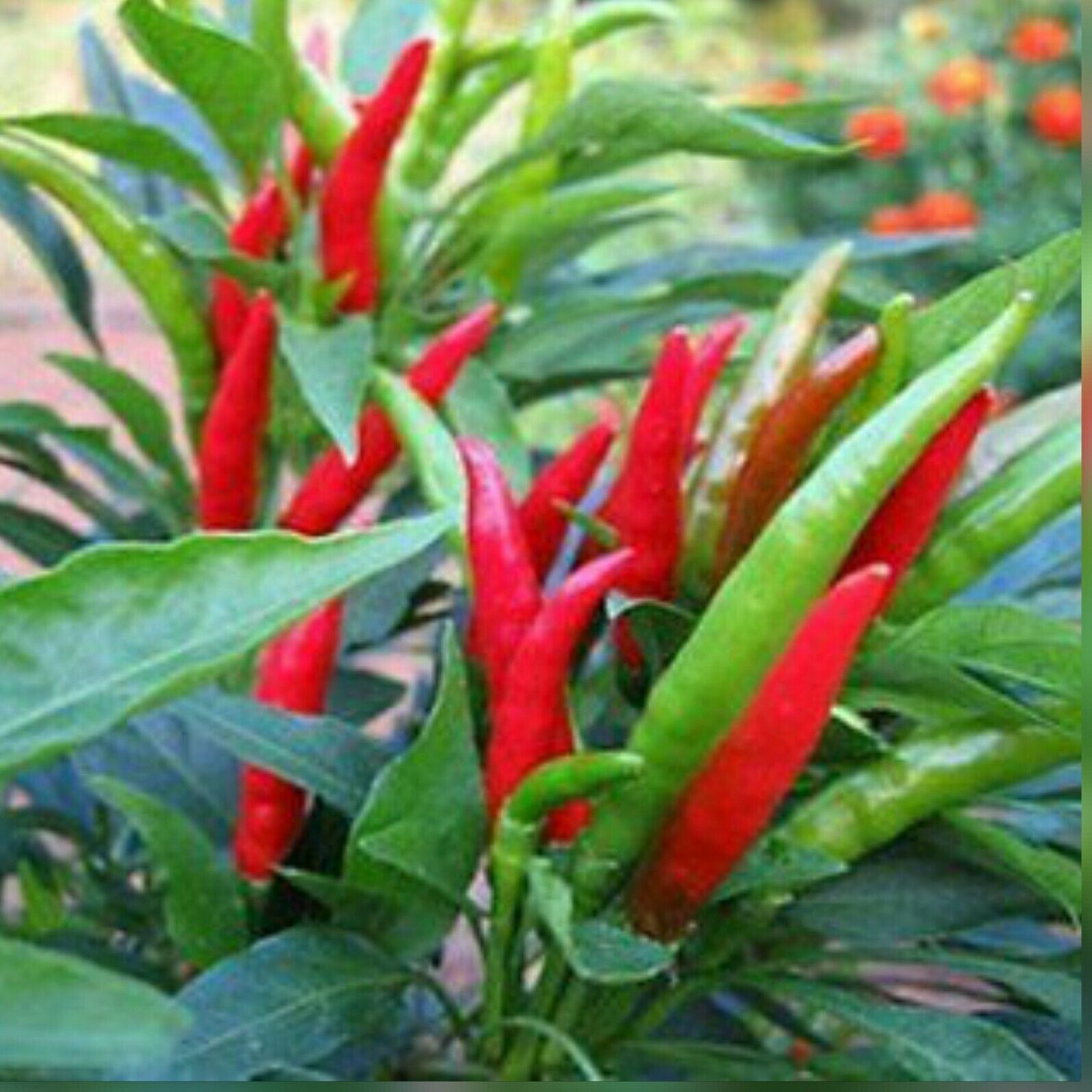 25+ SEEDS Thai red chili or piri piri 100 PURE Hot Pepper Seeds & Bulbs