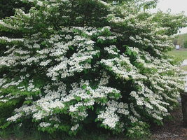 Japanese Snowball Viburnum Bush image 2
