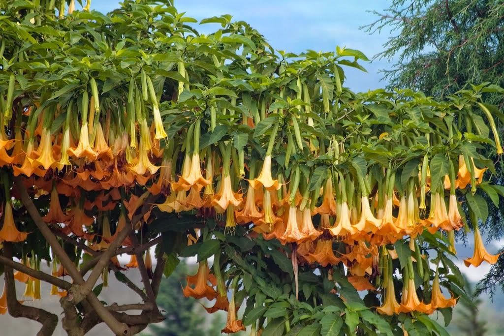 25 Seeds Brugamensia yellow, Angel Trumpet Yellow Flower Seeds