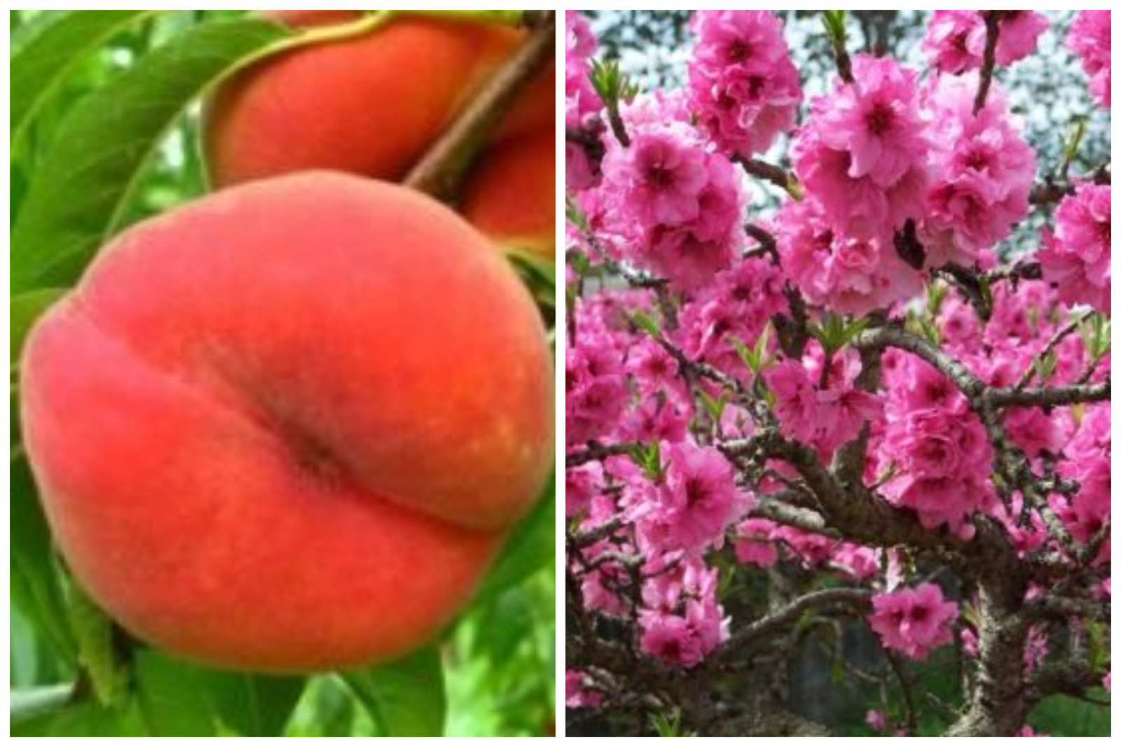 Saturn Peach trees well rooted new stock plant up to 8 in tall