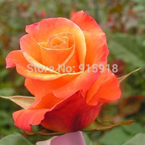 Rose flower seeds RARE(200+) ORANGE ROSE SEEDS / Really Gorgeous