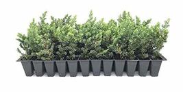 Juniper Blue Pacific - 10 Live Plants - 2" Pot Size - Evergreen Ground Cover 'Sh - $54.98