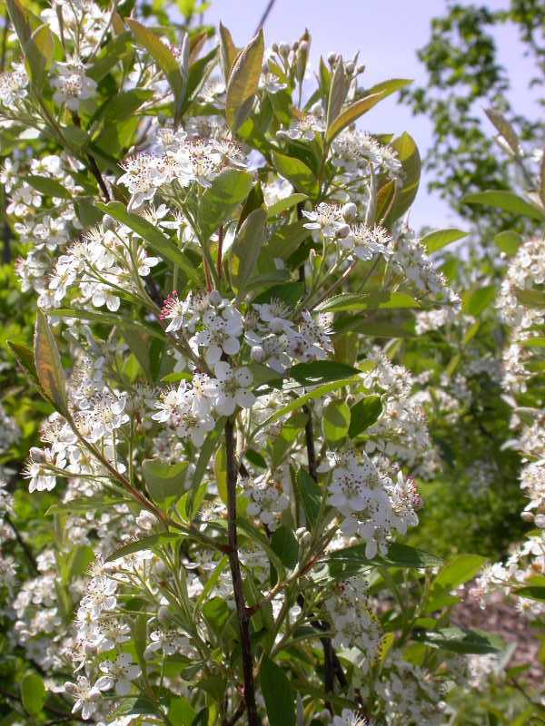 Red Chokeberry, Aronia Arbutifolia Brilliantissima, Shrub Seeds (fall 